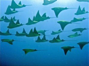 Cownose Rays pic
